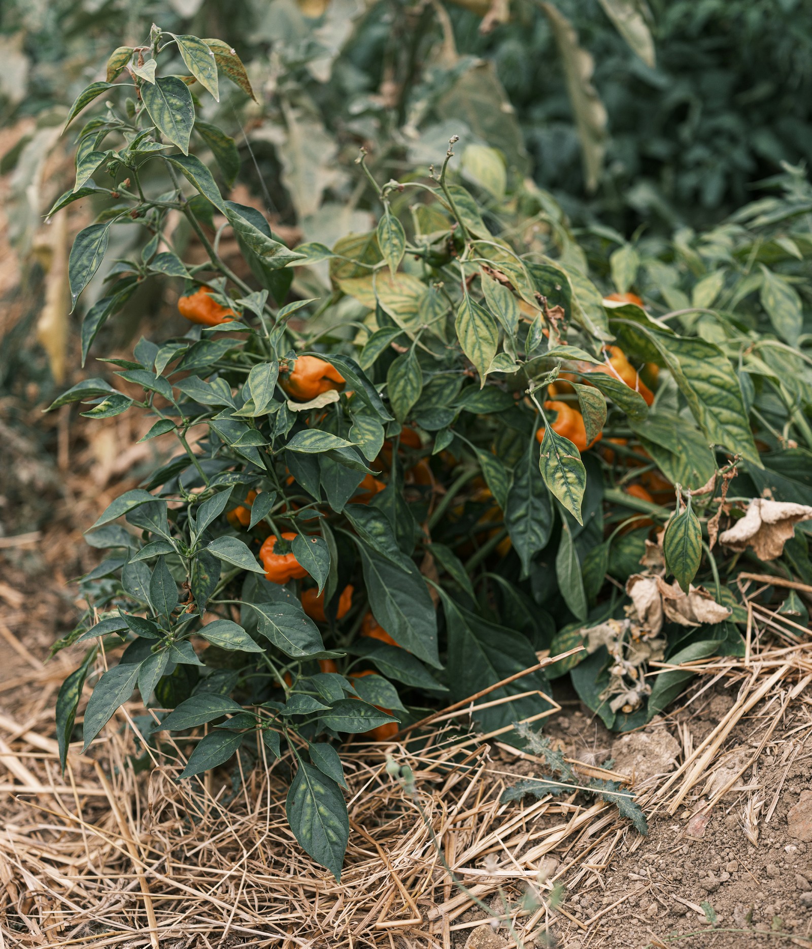 julien-lelievre-poliveau-photo-dscf9538