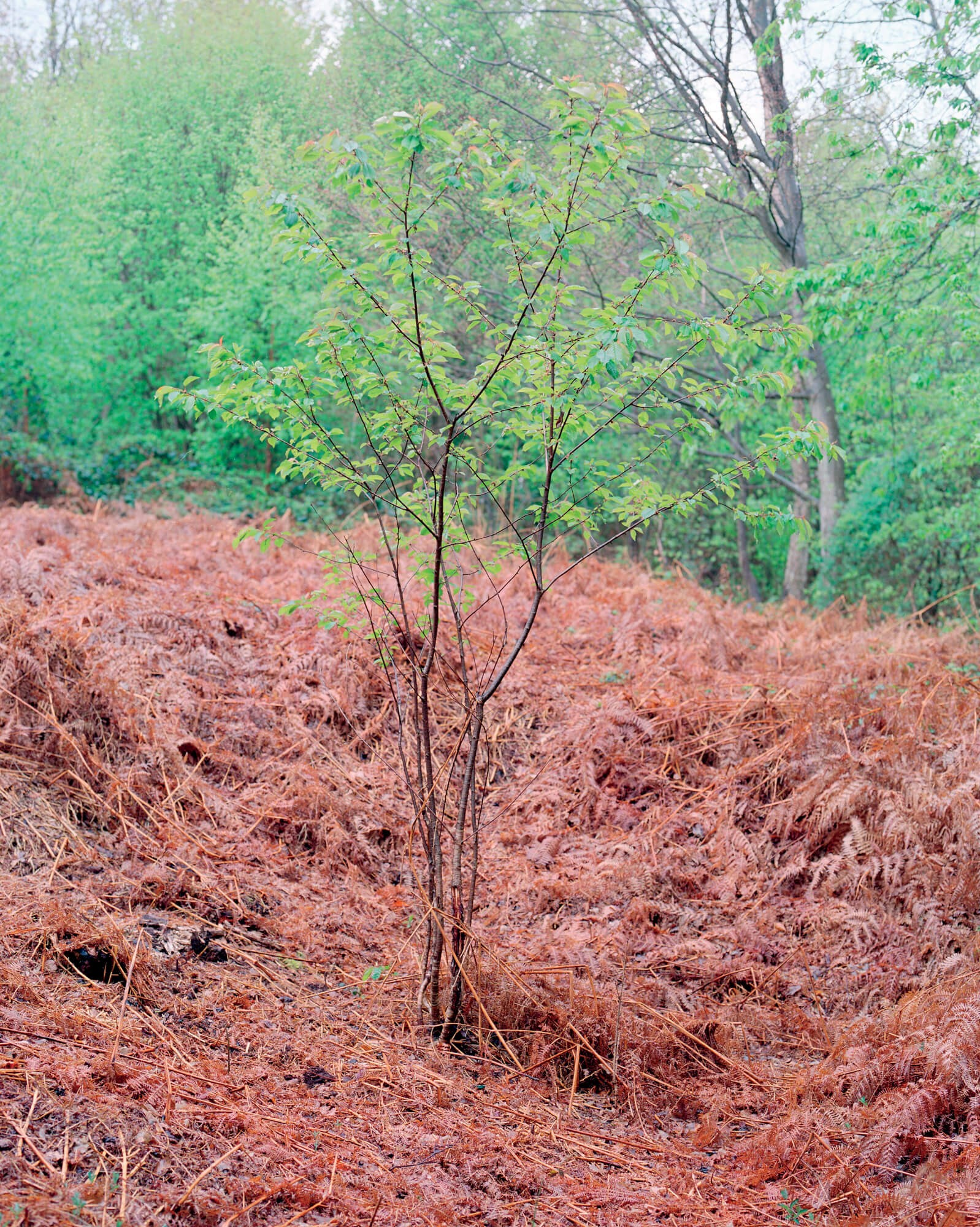 julien-lelievre-bivouac-pics-13