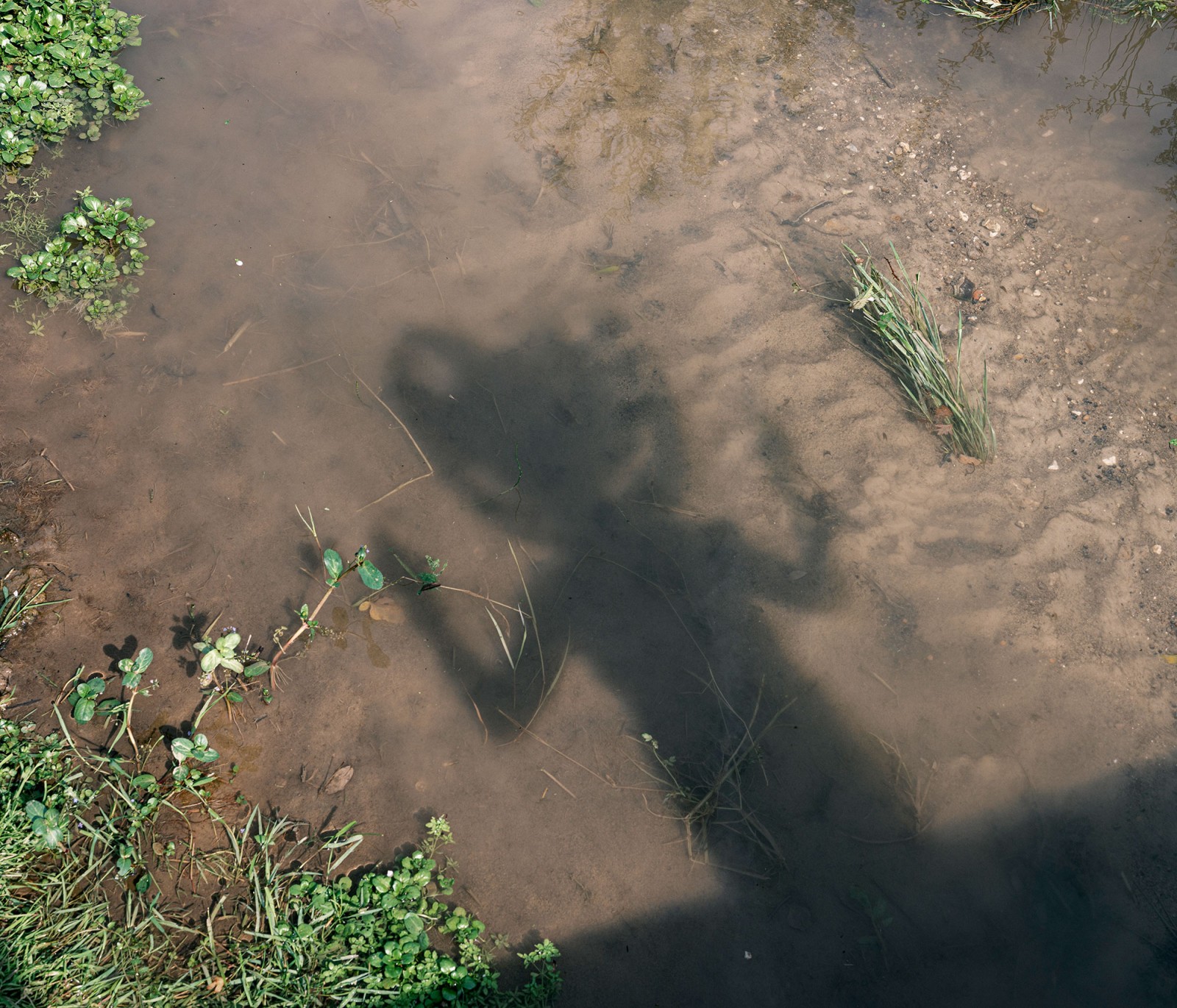 lelievre-oasis-dscf2714