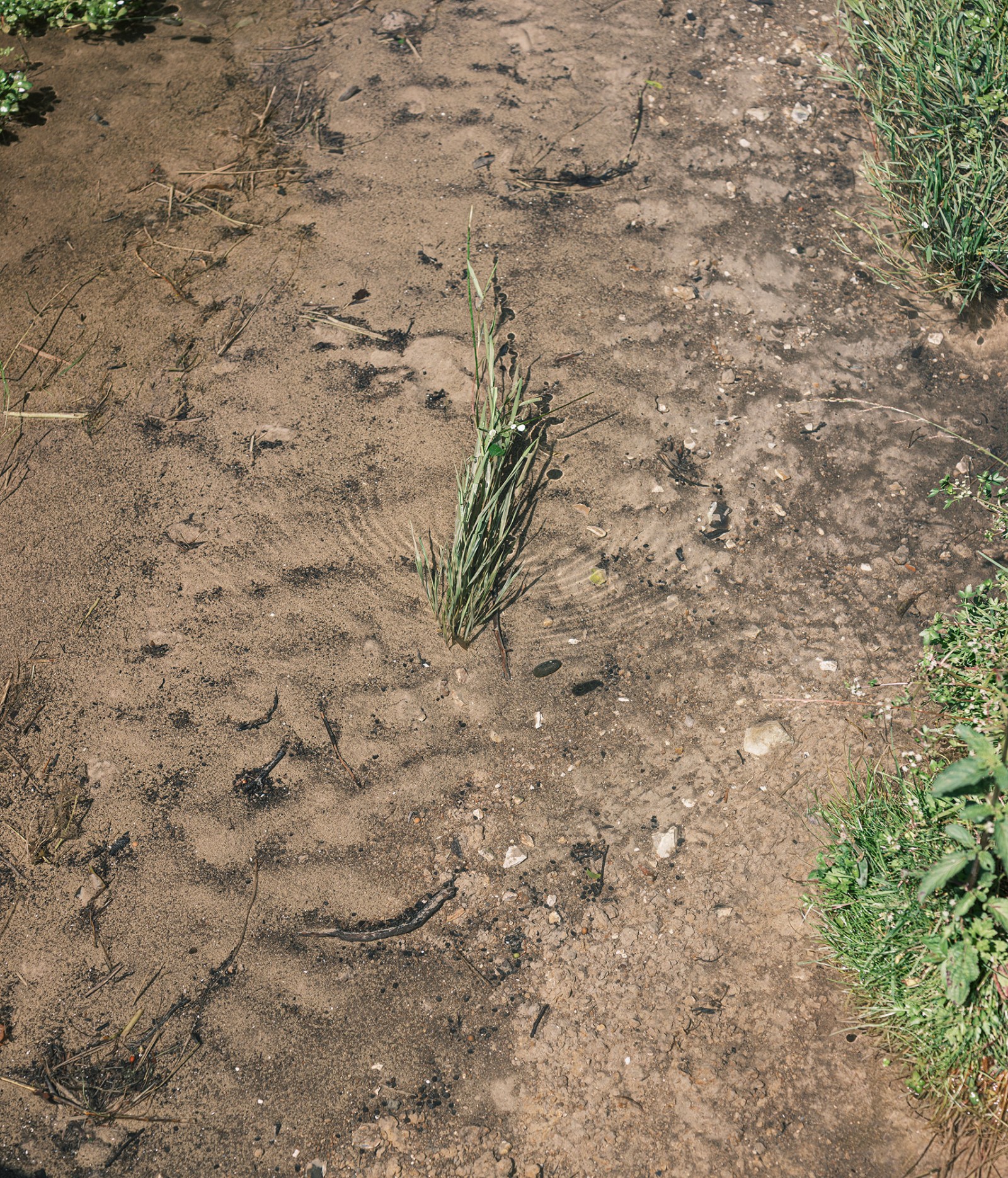 lelievre-oasis-dscf2644