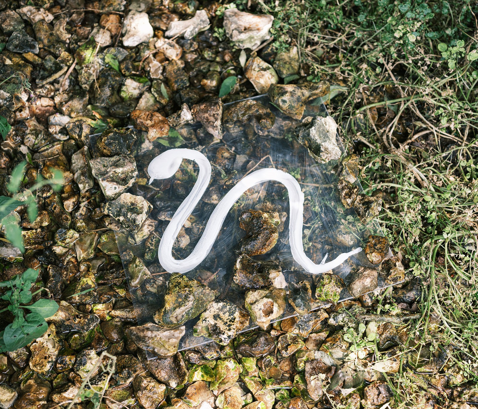 lelievre-oasis-dscf2749