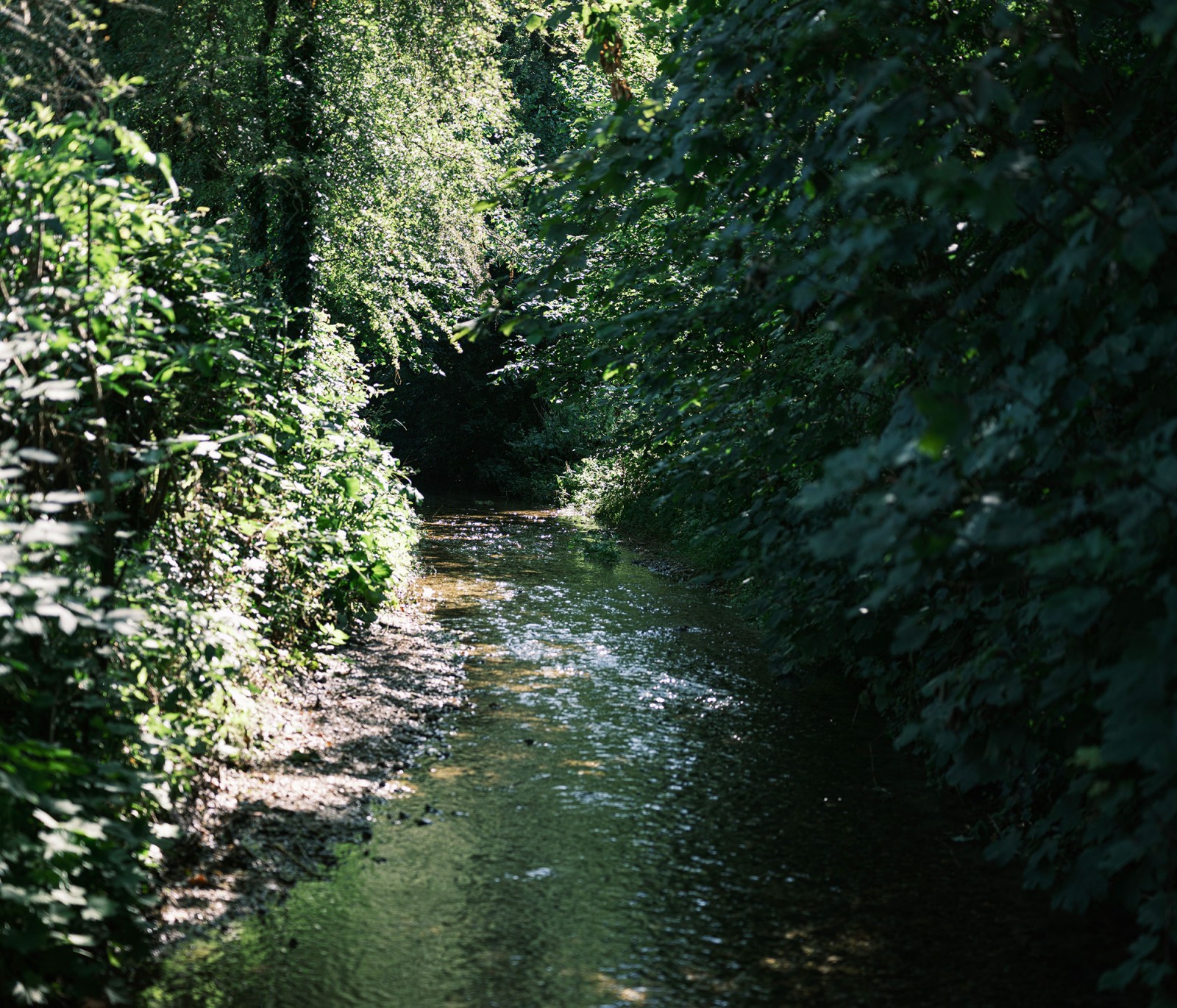 lelievre-oasis-dscf2623