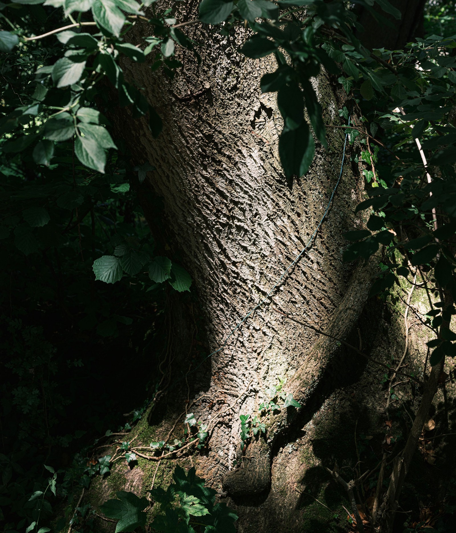 lelievre-oasis-dscf2670